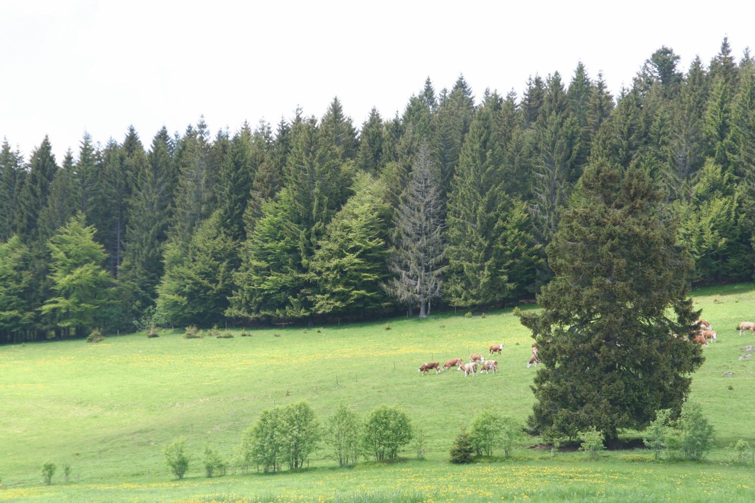 Hotel Gasthaus Hirschen Im Hochschwarzwald Todtnau Nahe Feldberg المظهر الخارجي الصورة